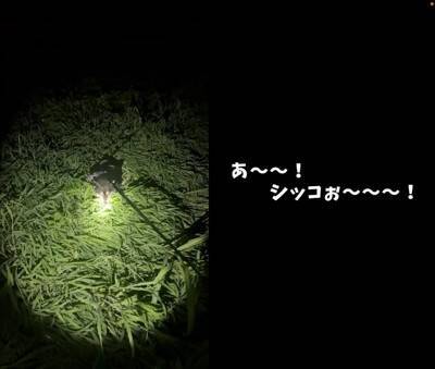 ゲリラ雷雨の中、犬の散歩に出かけた結果…まさかの『世紀末すぎる光景』が面白いと9万再生「ベスポジ妥協しないの草」「柴犬あるある」と爆笑