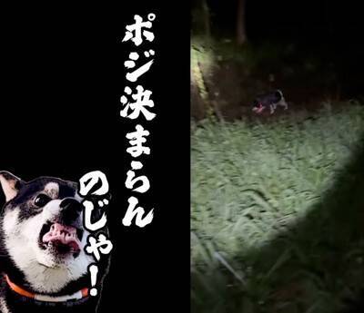 ゲリラ雷雨の中、犬の散歩に出かけた結果…まさかの『世紀末すぎる光景』が面白いと9万再生「ベスポジ妥協しないの草」「柴犬あるある」と爆笑