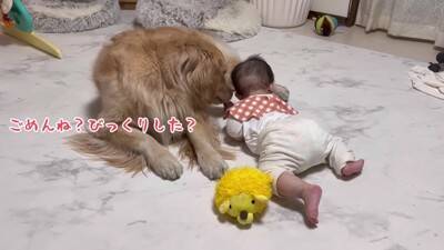 徐々に赤ちゃんの距離が近くなってきたら、犬が…想定外の行動に『驚きを隠せない光景』が23万再生「可愛すぎるｗ」「不器用なパパみたい」