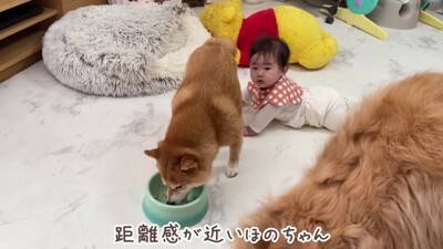 徐々に赤ちゃんの距離が近くなってきたら、犬が…想定外の行動に『驚きを隠せない光景』が23万再生「可愛すぎるｗ」「不器用なパパみたい」