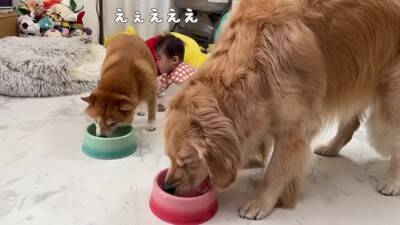 徐々に赤ちゃんの距離が近くなってきたら、犬が…想定外の行動に『驚きを隠せない光景』が23万再生「可愛すぎるｗ」「不器用なパパみたい」