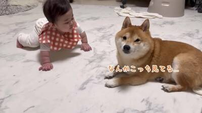 徐々に赤ちゃんの距離が近くなってきたら、犬が…想定外の行動に『驚きを隠せない光景』が23万再生「可愛すぎるｗ」「不器用なパパみたい」