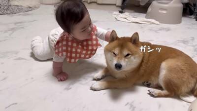 徐々に赤ちゃんの距離が近くなってきたら、犬が…想定外の行動に『驚きを隠せない光景』が23万再生「可愛すぎるｗ」「不器用なパパみたい」