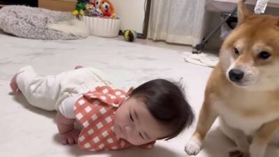 徐々に赤ちゃんの距離が近くなってきたら、犬が…想定外の行動に『驚きを隠せない光景』が23万再生「可愛すぎるｗ」「不器用なパパみたい」