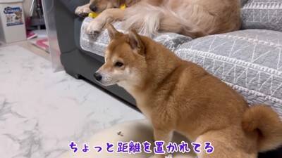 徐々に赤ちゃんの距離が近くなってきたら、犬が…想定外の行動に『驚きを隠せない光景』が23万再生「可愛すぎるｗ」「不器用なパパみたい」