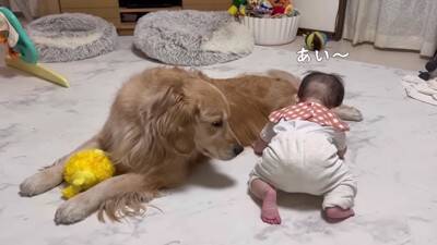 徐々に赤ちゃんの距離が近くなってきたら、犬が…想定外の行動に『驚きを隠せない光景』が23万再生「可愛すぎるｗ」「不器用なパパみたい」