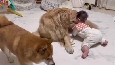 徐々に赤ちゃんの距離が近くなってきたら、犬が…想定外の行動に『驚きを隠せない光景』が23万再生「可愛すぎるｗ」「不器用なパパみたい」