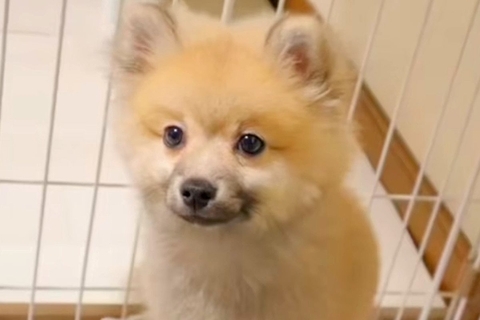 コロコロしている小型犬をお迎え→『小さく育つかな』と思ったら…想定を超える『まさかの成長』に反響「大きさ以上の愛おしさ」「最高です」