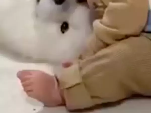 男の子が生まれた時から『大型犬に見守られながら育った』結果→まさかの場所で眠る光景が100万表示「特等席」「一番良い場所」と絶賛続々