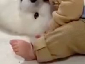 男の子が生まれた時から『大型犬に見守られながら育った』結果→まさかの場所で眠る光景が100万表示「特等席」「一番良い場所」と絶賛続々