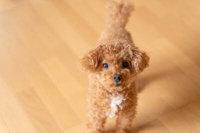 犬の『不安度』を測るチェック項目５選　愛犬がストレスを感じているサインとは？