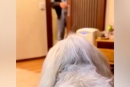 愛犬を亡くした夫婦→妻が夫に内緒で『そっくりのぬいぐるみ』を渡した結果…涙が止まらない『再会の瞬間』に反響「帰ってきたみたい」「素敵」