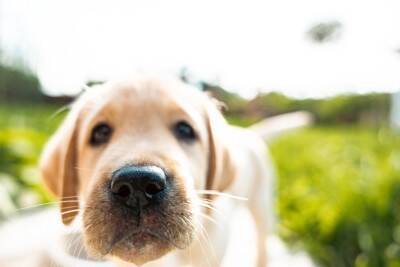 犬が初めて会った人の『ニオイを嗅ぐ』心理4つ　どんな意味があるの？適切な対応まで