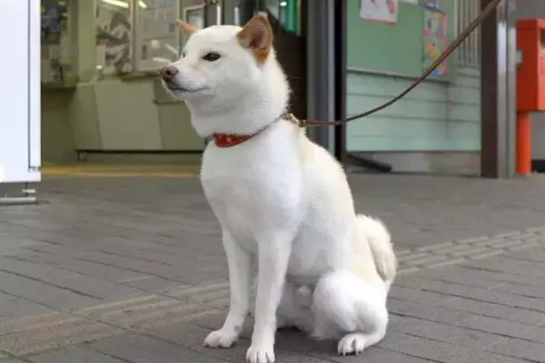 駅の前でお姉ちゃんの帰りを待つ犬→『まるで忠犬ハチ公のようだな』と見ていたら…まさかの展開が49万再生「可愛すぎ」「こんなん急いで帰る」