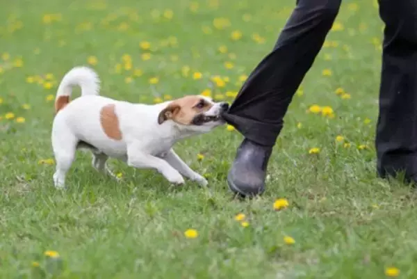 犬の『噛み癖』を直す方法3つ　人に噛みつくワケやしつけで押さえておきたいポイントまで