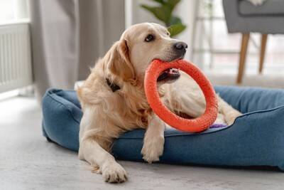 犬の『噛み癖』を直す方法3つ　人に噛みつくワケやしつけで押さえておきたいポイントまで