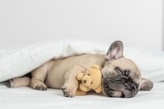 犬の『睡眠の質』を上げるためにできること5選　眠れていないときに起こる悪影響とは？