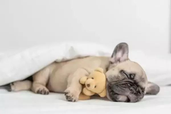 犬の『睡眠の質』を上げるためにできること5選　眠れていないときに起こる悪影響とは？