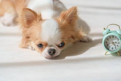 犬の『睡眠の質』を上げるためにできること5選　眠れていないときに起こる悪影響とは？