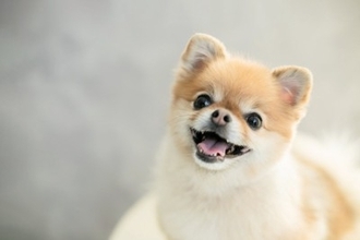 犬が飼い主に『ありがとう』と伝えているサイン７選　愛犬はどんなときに感謝の気持ちを伝えてくるの？