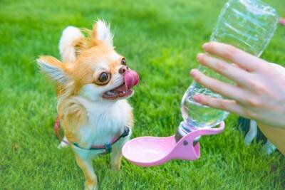 犬に『水分補給』をさせるときのタブー行為6選　水を飲んでくれないときの対処法まで解説