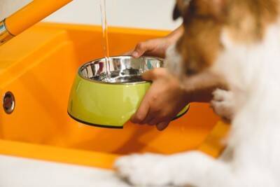 犬に『水分補給』をさせるときのタブー行為6選　水を飲んでくれないときの対処法まで解説