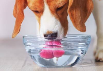 犬に『水分補給』をさせるときのタブー行為6選　水を飲んでくれないときの対処法まで解説