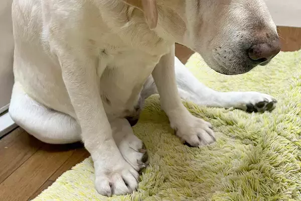 夕飯を作っていたら、すぐ近くにきた大型犬→『何日も食べていません』と言っているようで…まさかの表情に爆笑「悲壮感凄いｗｗ」「演技派で草」