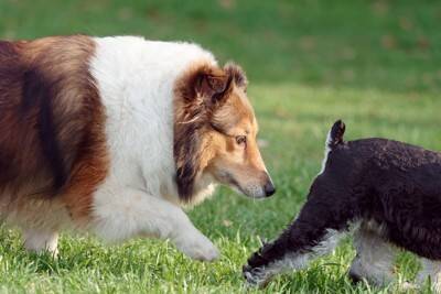 犬が『相手のおしりを嗅ぐこと』で得ている4つの情報とは？ 犬にとってのおしり嗅ぎは名刺交換のようなもの