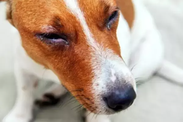 犬が『目の病気』になっているサイン7選　見逃してはいけない初期症状と予防するためにつけるべき習慣