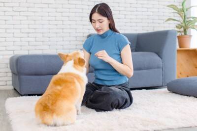 犬が膝に乗るのはいけないこと？その真相から適切な応え方まで解説