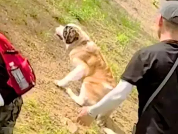 「声出して笑ったｗｗ」元気に坂を登る犬たち→超大型の子犬が『自分にもできる』と挑戦した結果…想定外の『どんくさすぎる光景』が52万再生