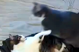 2匹の猫が喧嘩を始めた結果→気付いた大型犬がすぐに駆け付けて…まさかの『神対応』が64万表示「優しく論してて感動」「本当に優しい」と称賛