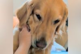 女の子の手を舐めたい大型犬→拒否した結果、文句を言って…まさかの怒り方が242万再生「人間入ってるｗｗ」「明らかに怒ってて草」と爆笑続々