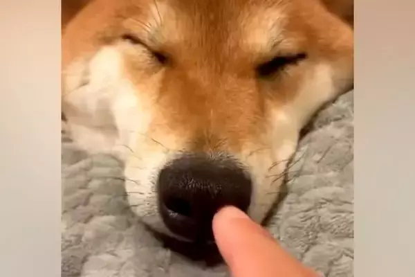 寝ている犬の鼻にイタズラをしてみた→『全然起きないな』と思った瞬間…まさかの結末が178万再生「マズルはダメなのｗ」「可愛いｗｗｗ」
