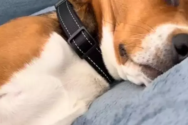 『なぜか布団を叩くような音が聞こえる』振り返った結果→犬が寝ていて…『まさかの光景と表情』に反響「何の夢見てるんだろ」「幸せなんだね」