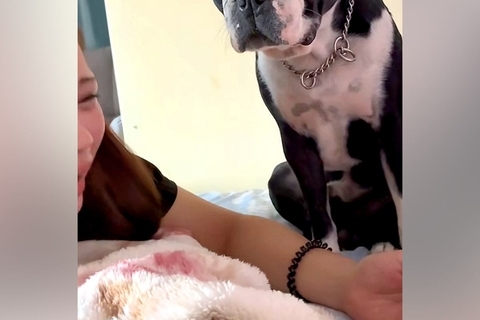 姉がベッドで泣いていたら『近くにいた犬』が、そっと手を重ねて…『思いやりに溢れた行動』に称賛「一生懸命理解しようとしてる」「優しい子」