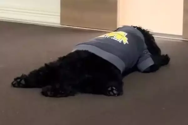 久しぶりに再会した『犬とお兄ちゃん』→トイレに行っただけなのに…ドアの前で見せた『悲壮感が溢れている光景』に反響「羨ましい」「可愛すぎ」