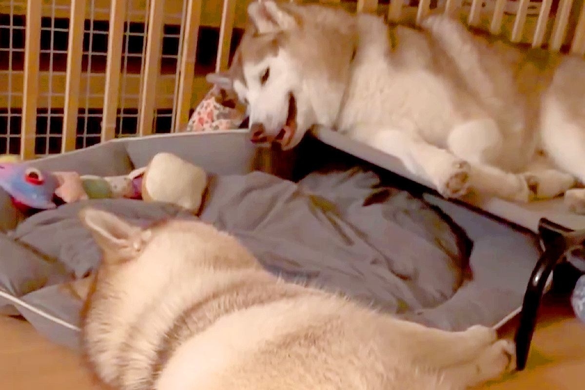 向かい合って寝転ぶ大型犬の親子→突然『お喋りを始めた』と思ったら…想像以上に『騒がしい光景』に9万いいね「ほぼ叫び声で草」「工事現場ｗ」