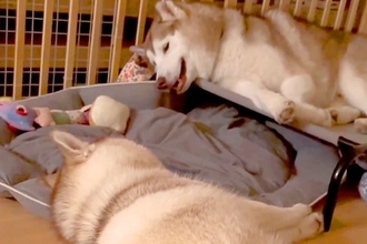向かい合って寝転ぶ大型犬の親子→突然『お喋りを始めた』と思ったら…想像以上に『騒がしい光景』に9万いいね「ほぼ叫び声で草」「工事現場ｗ」