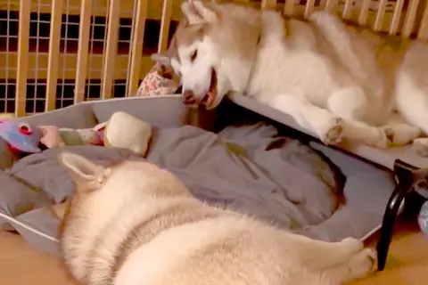 向かい合って寝転ぶ大型犬の親子→突然『お喋りを始めた』と思ったら…想像以上に『騒がしい光景』に9万いいね「ほぼ叫び声で草」「工事現場ｗ」