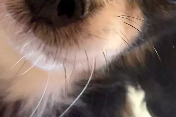 『犬のベッドで寝落ちした』結果→気付いたら朝になっていて…『目が覚めた瞬間の光景』に5万いいね「朝まで起こさなかったの優しい」「可愛い」