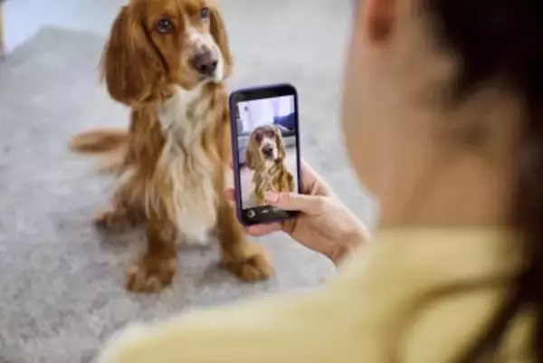 犬の飼い主がやりがちな『親バカ行為』4つ　過剰な甘やかしによって愛犬に与える悪影響とは？