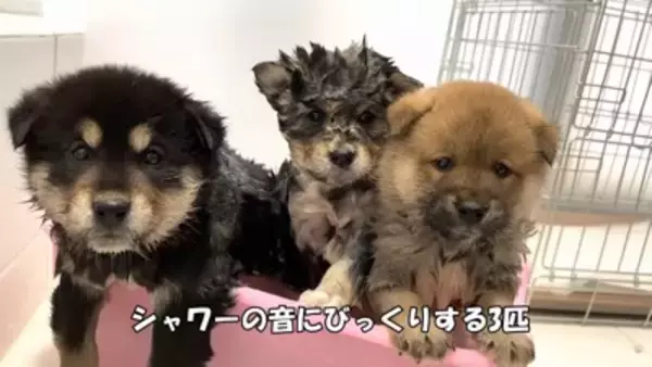 倉庫の下で産まれた赤ちゃん犬…『保護から現在までの姿』に涙が止まらないと182万再生「幸せな出逢いに感謝」と感動の声集まる