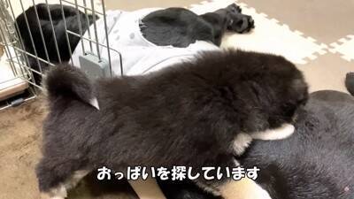 倉庫の下で産まれた赤ちゃん犬…『保護から現在までの姿』に涙が止まらないと182万再生「幸せな出逢いに感謝」と感動の声集まる