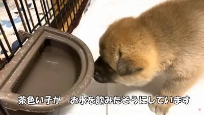 倉庫の下で産まれた赤ちゃん犬…『保護から現在までの姿』に涙が止まらないと182万再生「幸せな出逢いに感謝」と感動の声集まる