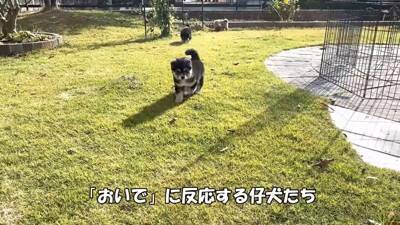 倉庫の下で産まれた赤ちゃん犬…『保護から現在までの姿』に涙が止まらないと182万再生「幸せな出逢いに感謝」と感動の声集まる