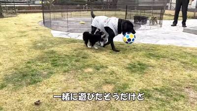 倉庫の下で産まれた赤ちゃん犬…『保護から現在までの姿』に涙が止まらないと182万再生「幸せな出逢いに感謝」と感動の声集まる
