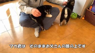 倉庫の下で産まれた赤ちゃん犬…『保護から現在までの姿』に涙が止まらないと182万再生「幸せな出逢いに感謝」と感動の声集まる