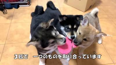 倉庫の下で産まれた赤ちゃん犬…『保護から現在までの姿』に涙が止まらないと182万再生「幸せな出逢いに感謝」と感動の声集まる